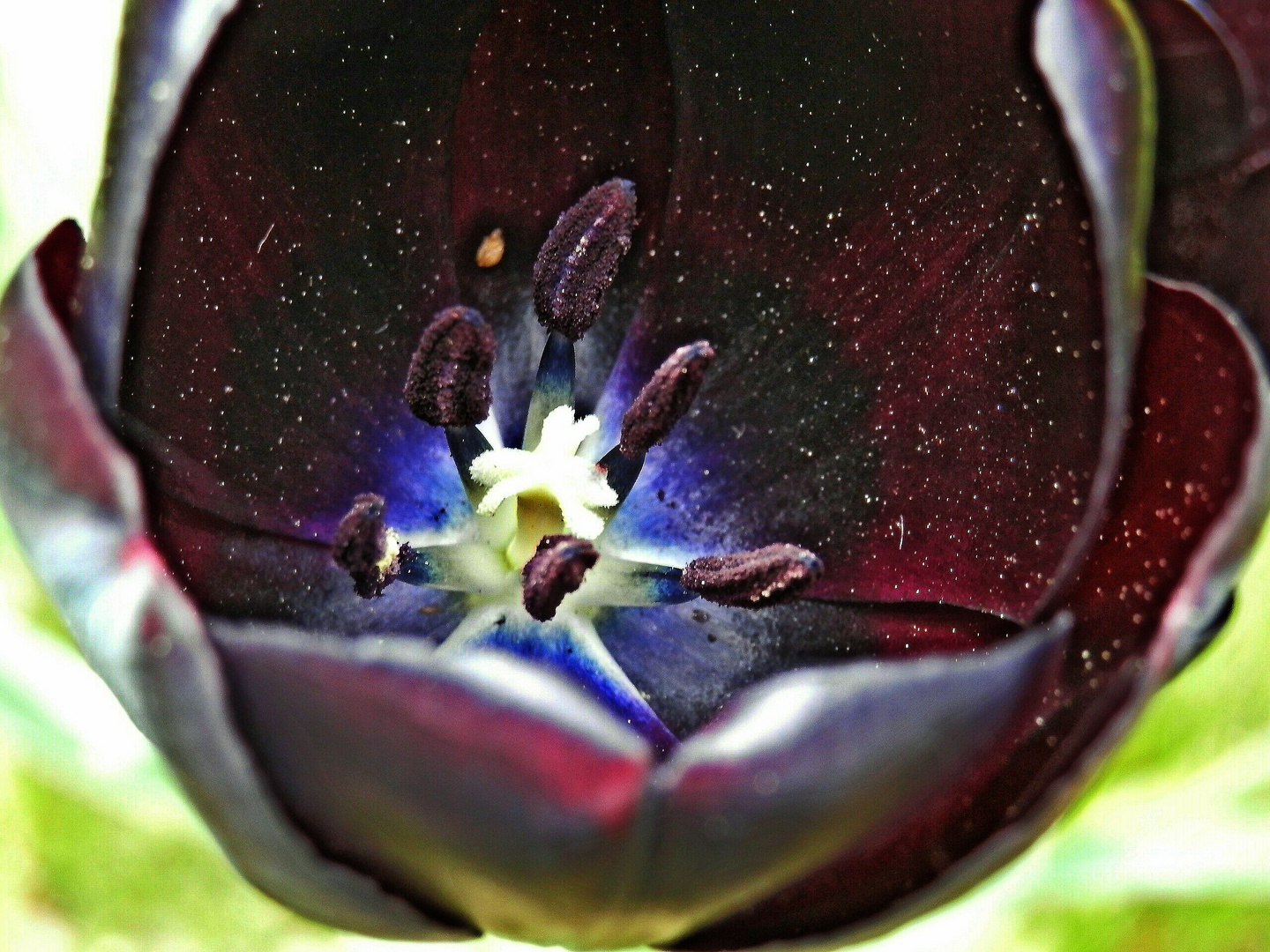 Im Universum einer Tulpe