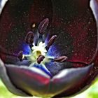 Im Universum einer Tulpe
