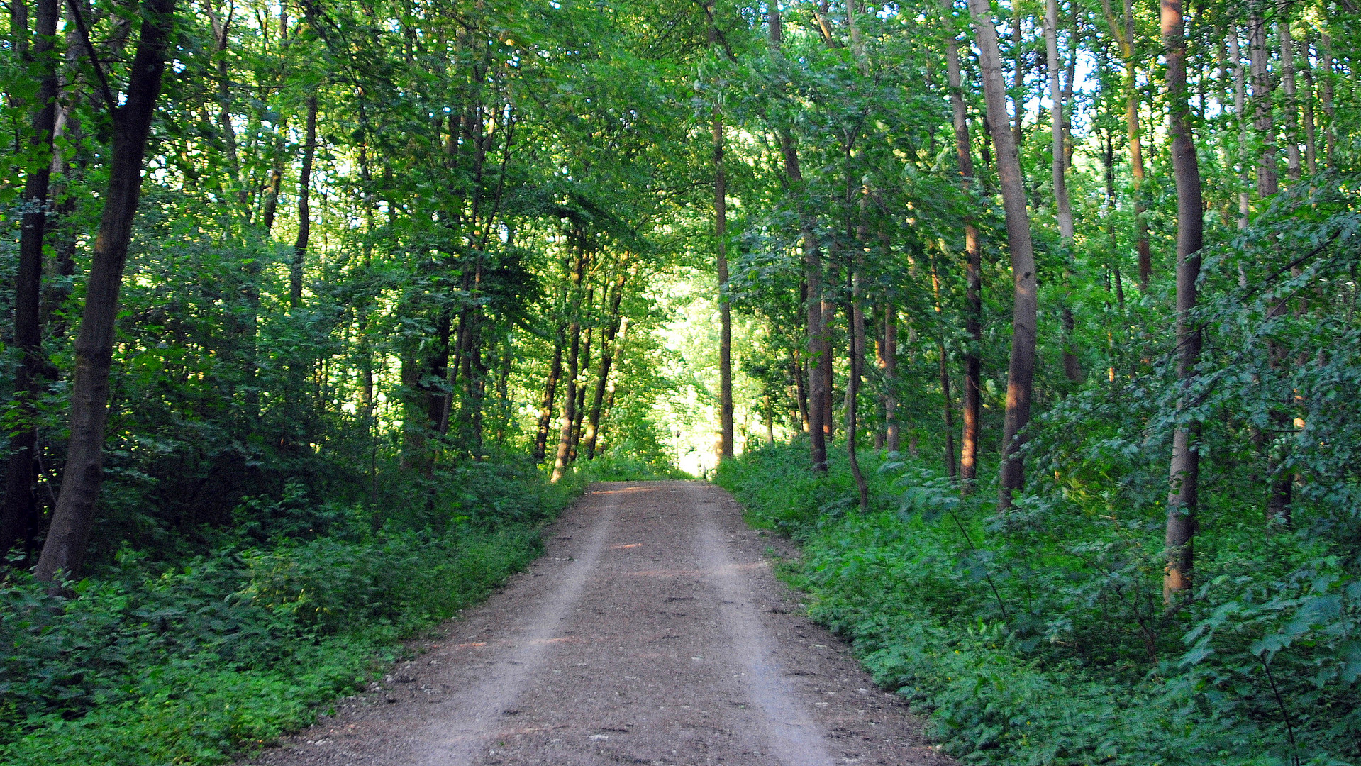 Im Unterbacher Wald