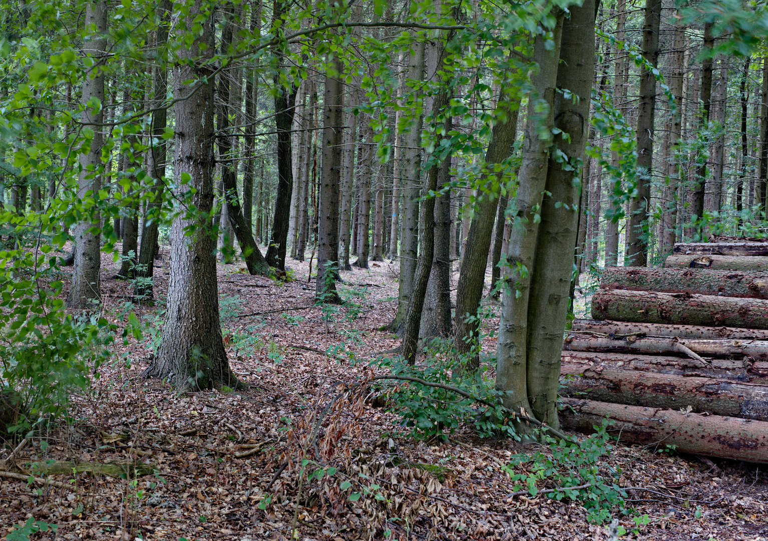 Im Unterharz