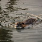 im Unterspreewald