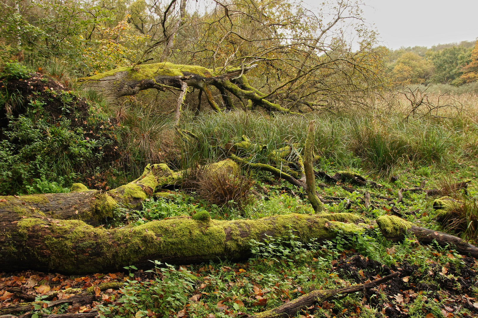 Im Urwald am Mönchbruch