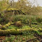 Im Urwald am Mönchbruch