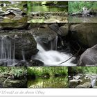 im Urwald am oberen Sieglauf