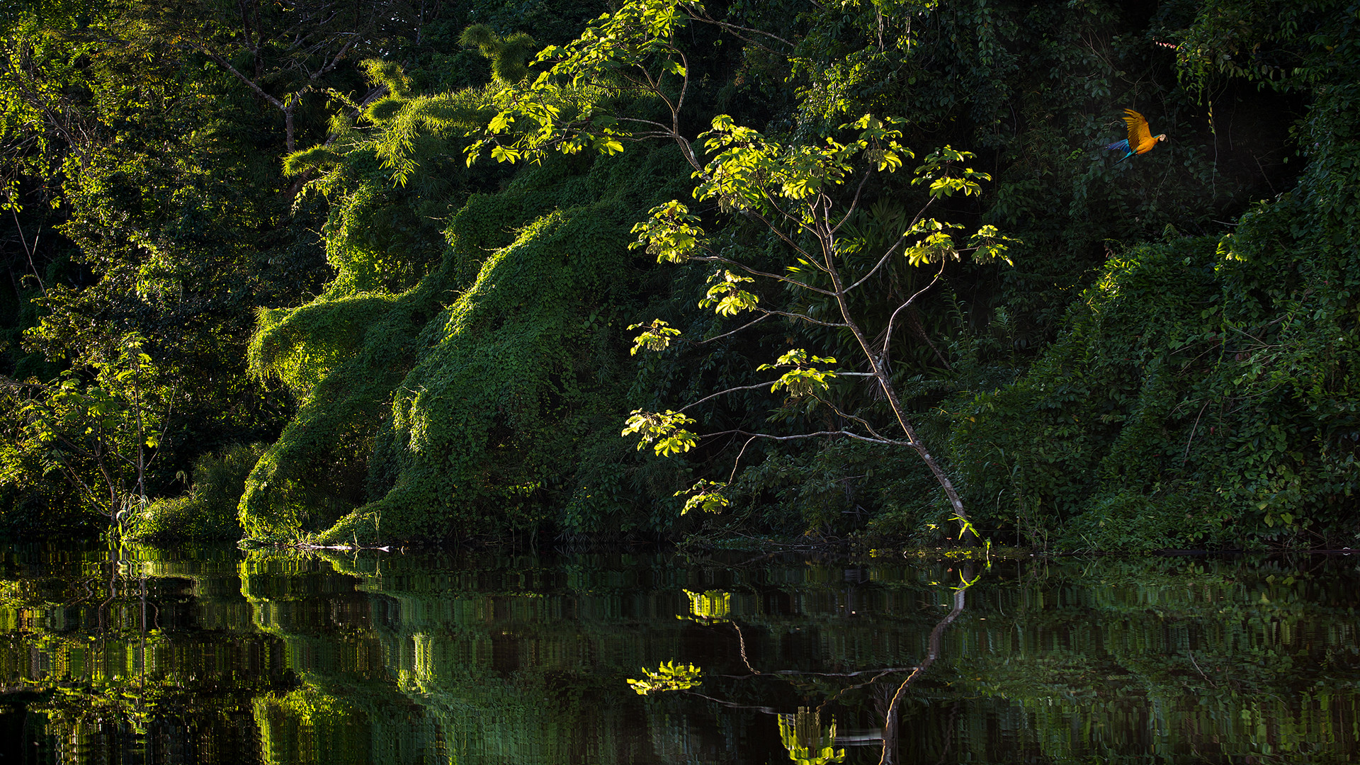 Im Urwald des Amazonas