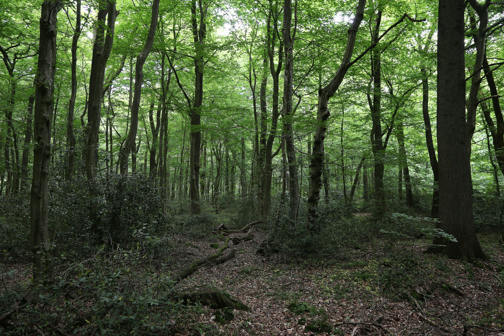 im urwald hasbruch