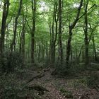 im urwald hasbruch