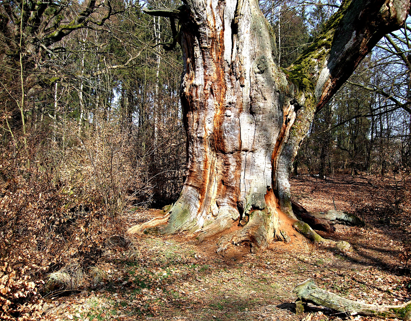 Im Urwald Sababurg begegnet man der Vergangenheit.