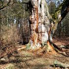 Im Urwald Sababurg begegnet man der Vergangenheit.