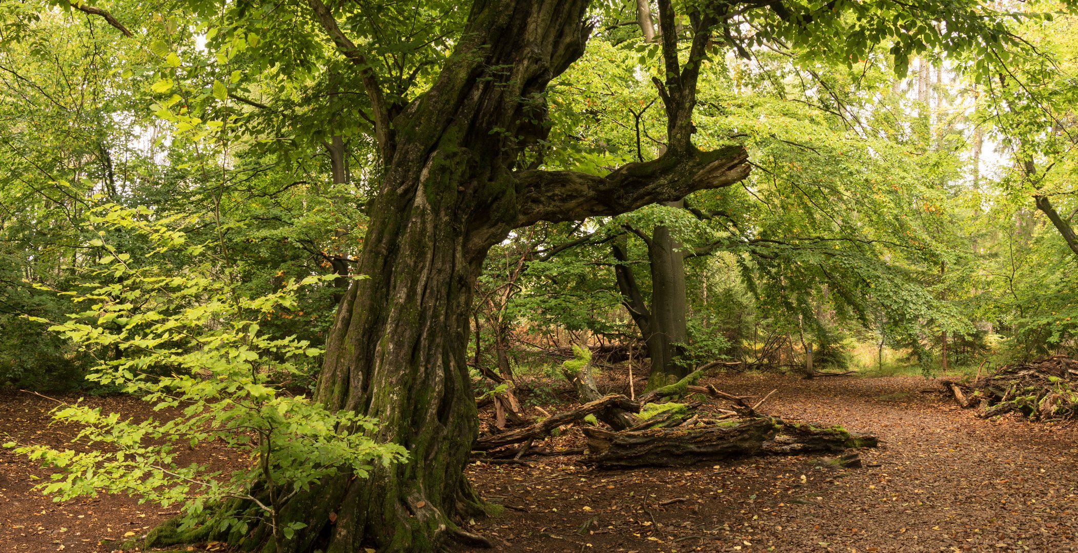 Im Urwald Sababurg bei Kassel