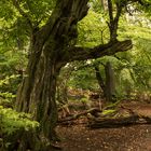 Im Urwald Sababurg bei Kassel