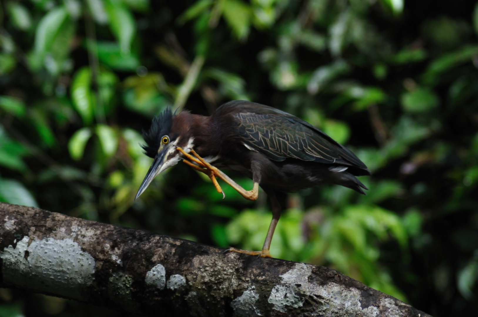 Im Urwald von Costa Rica ... nachdenklicher Vogel