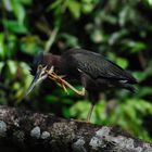 Im Urwald von Costa Rica ... nachdenklicher Vogel