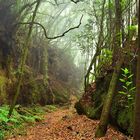 Im Urwald von La Palma