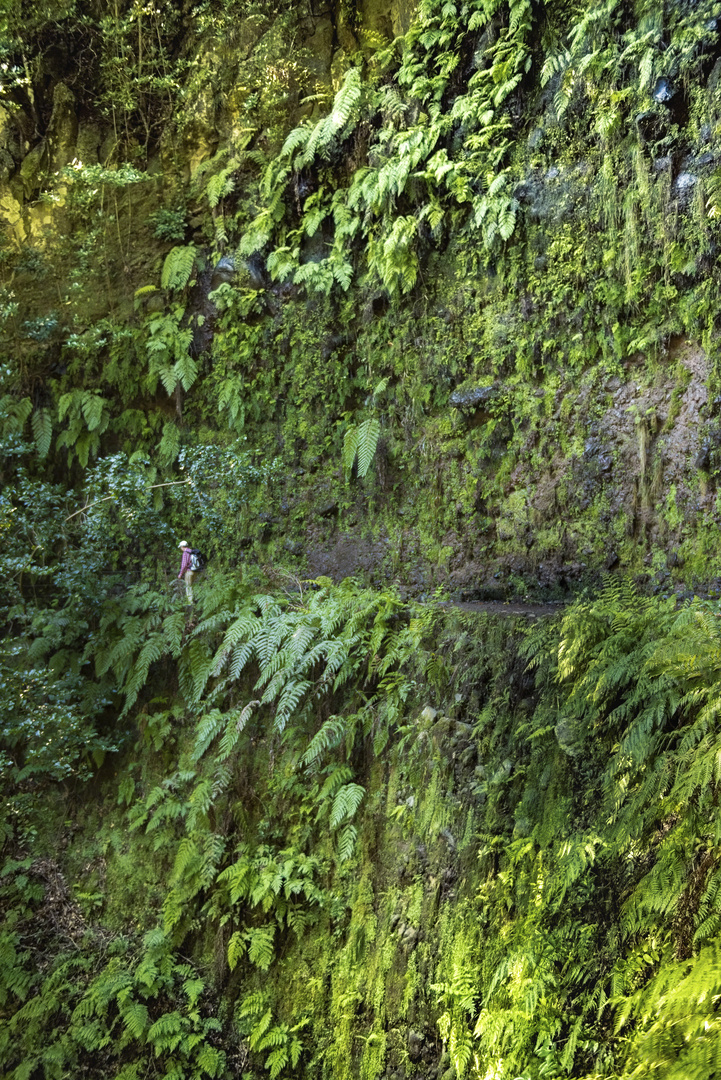 Im Urwald von Madeira