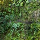 Im Urwald von Madeira