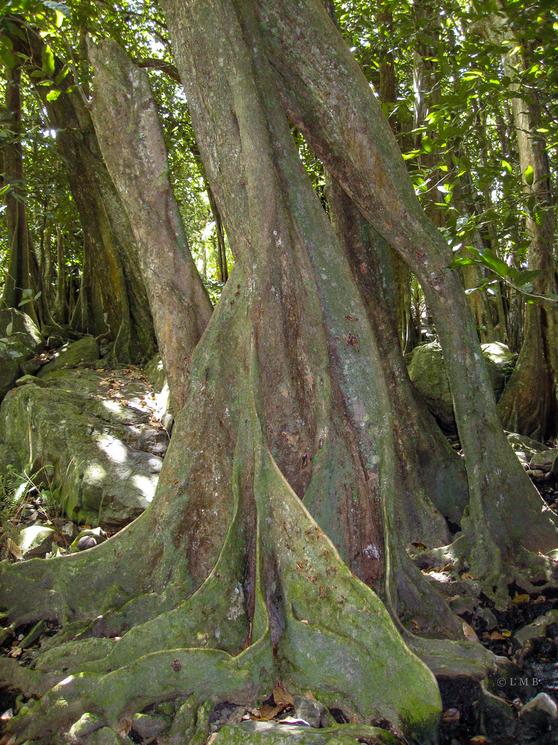 Im Urwald von Nuku Hiva