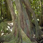 Im Urwald von Nuku Hiva