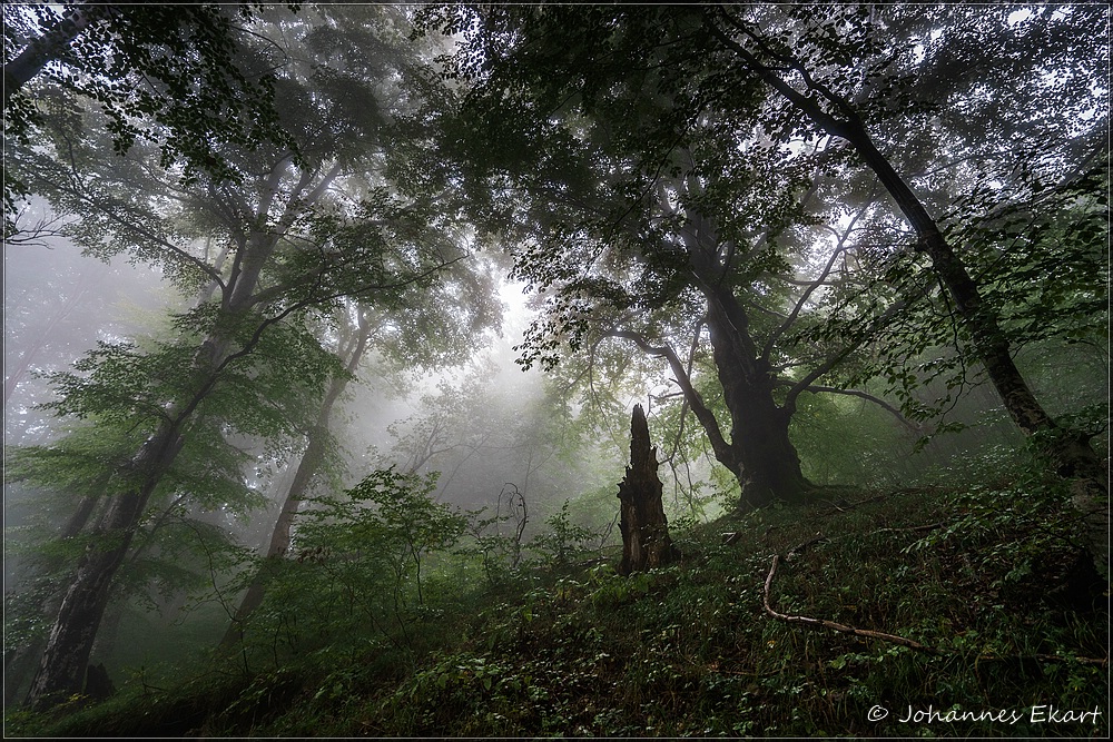 im Urwald von Plitvice