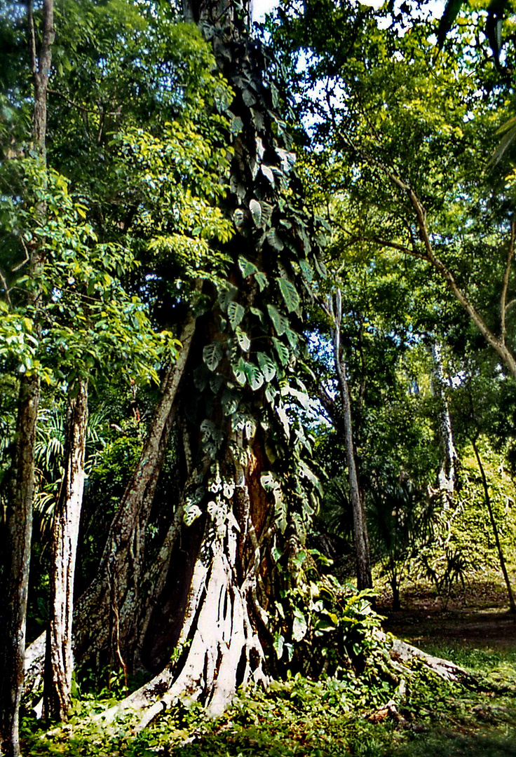 Im Urwald von Yucatán