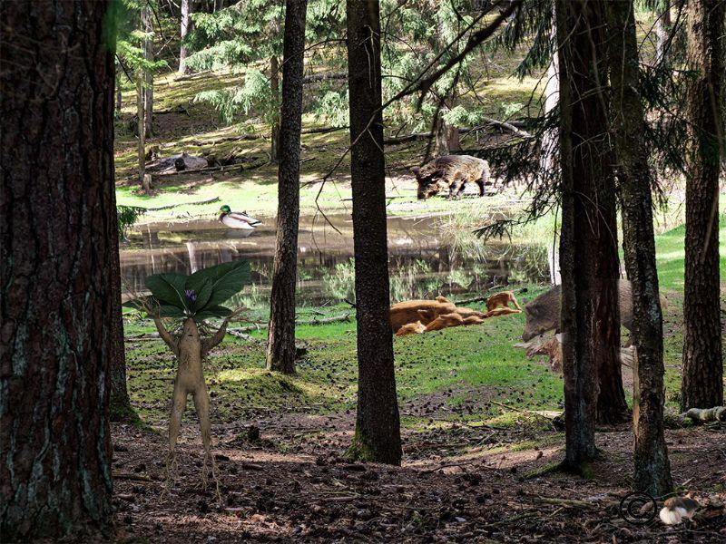 Im Veldensteiner Forst, der Durchblick-Tag