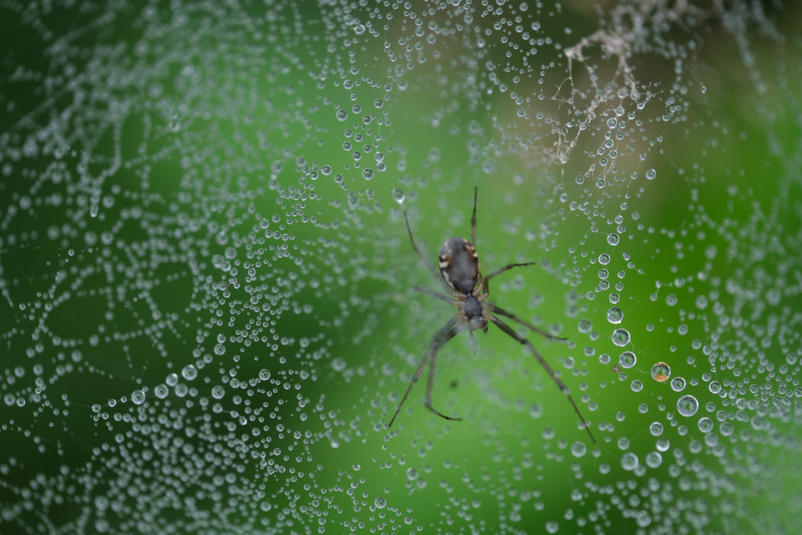 Im Verborgenen (Baldachinspinne, Linyphia triangularis)