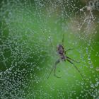 Im Verborgenen (Baldachinspinne, Linyphia triangularis)