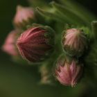 ...im Verborgenen reift sie zur Blüte