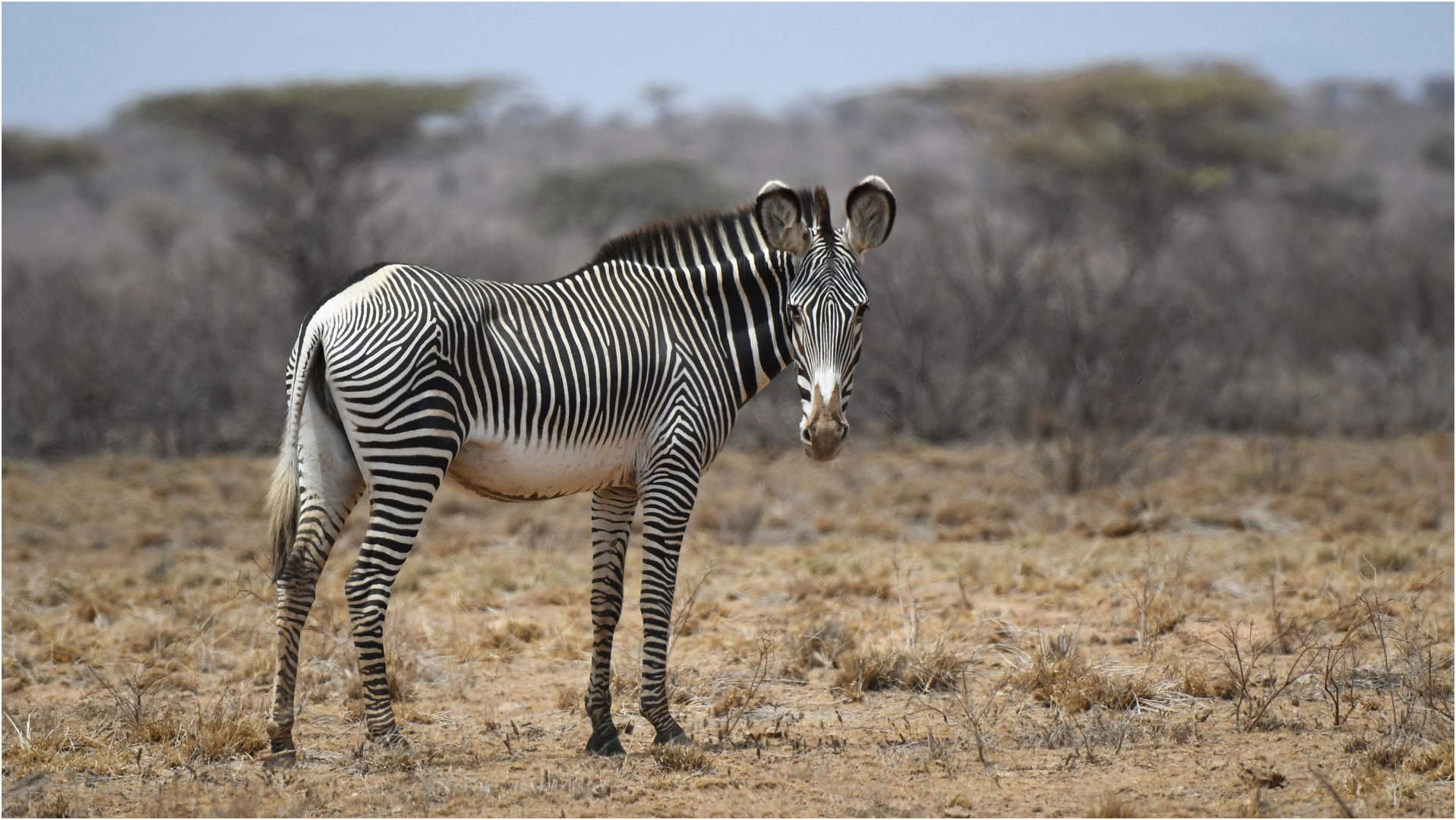 Im Verglech zu den bekannteren Steppenzebras ...