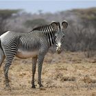 Im Verglech zu den bekannteren Steppenzebras ...