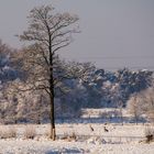 Im verschneiten Schleswig-Holstein