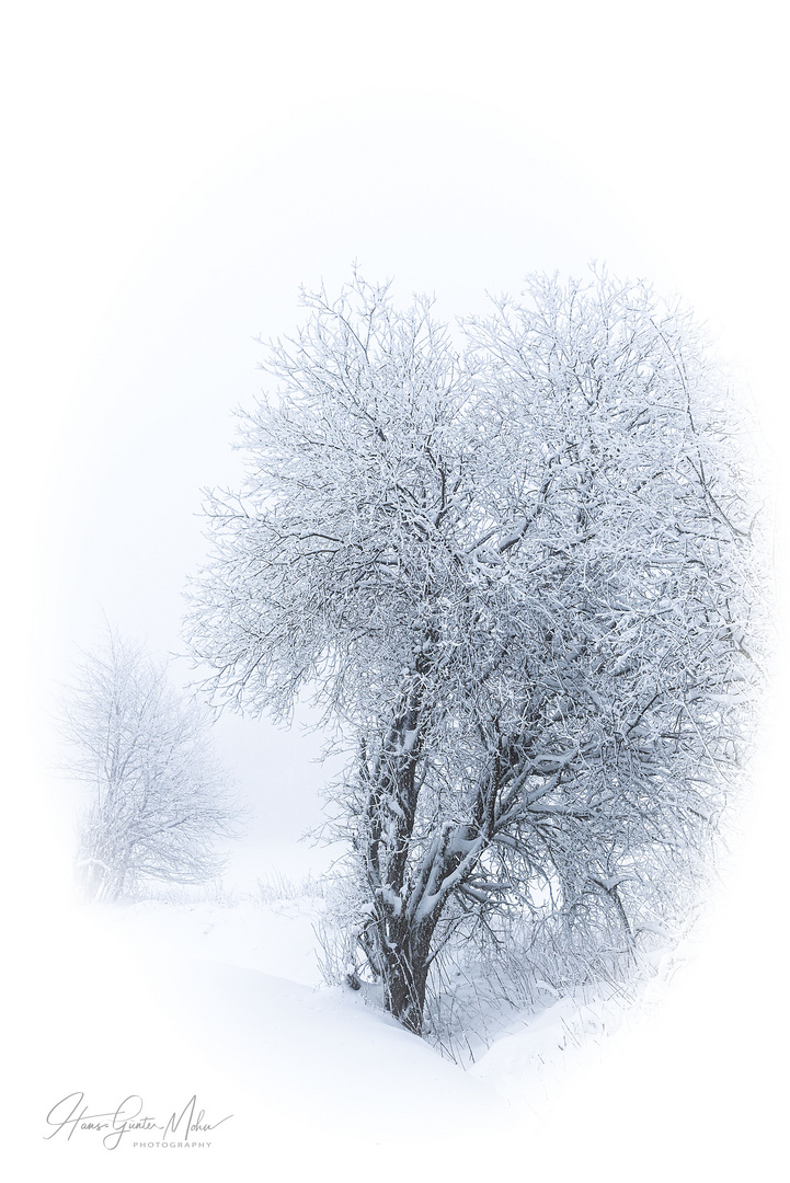 Im verschneiten und nebligen Vogelsberg - 2