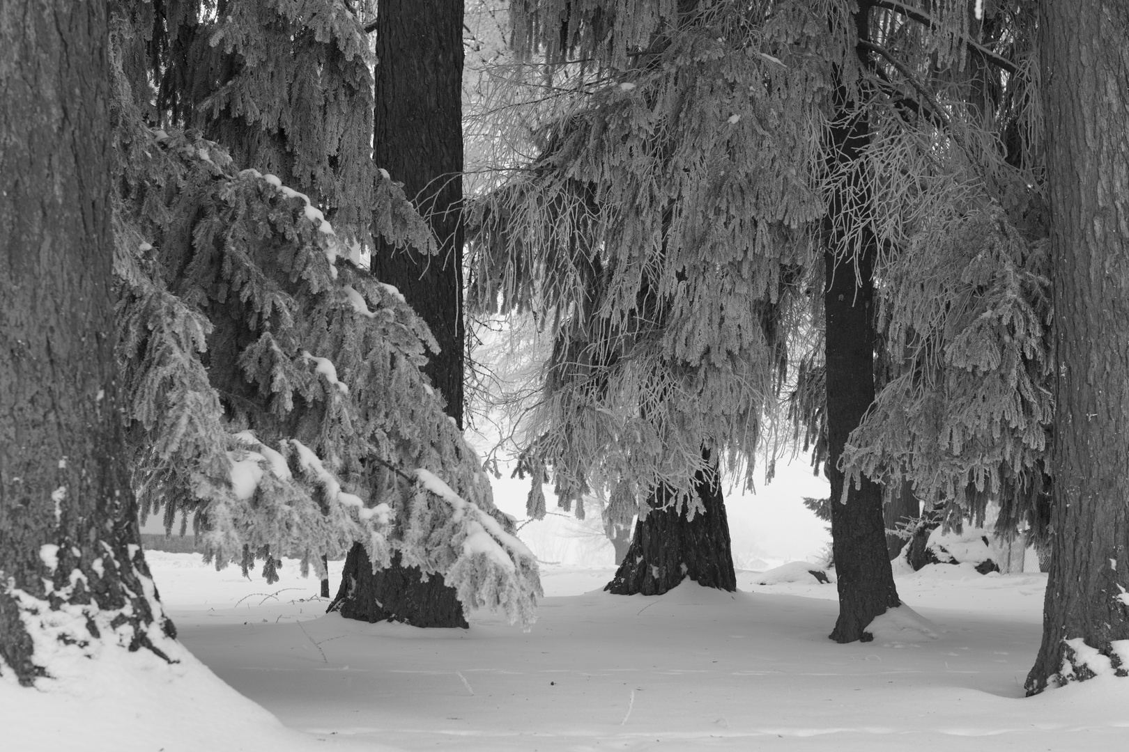 Im verschneiten Unterholz