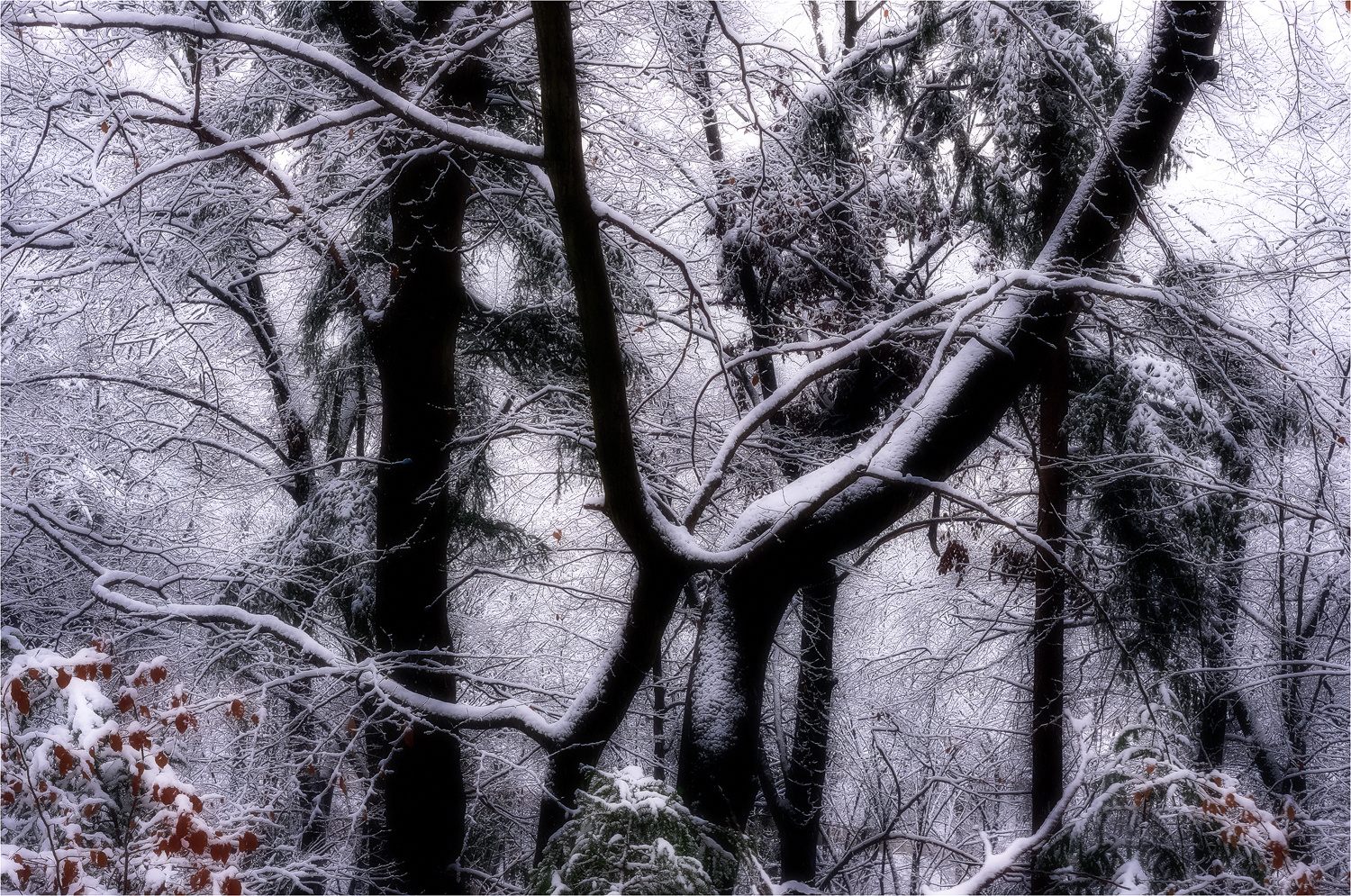 Im verschneiten Wald