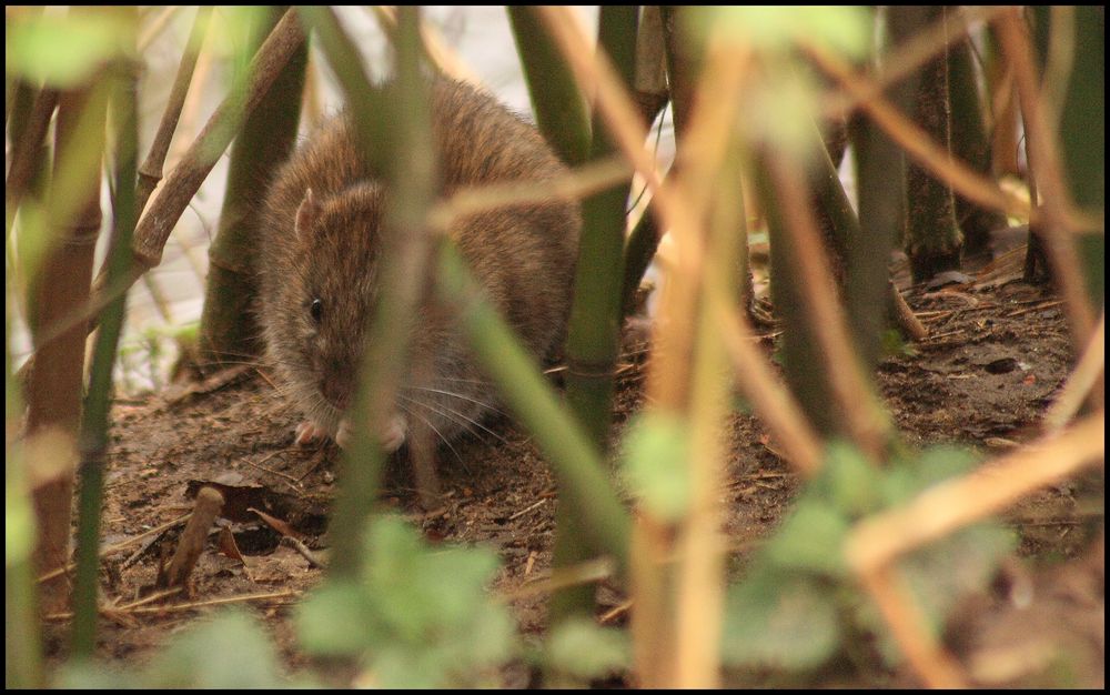 im Versteck