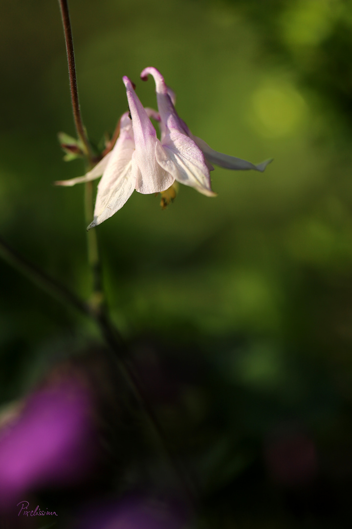 Im verwunschenen Garten