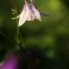 Im verwunschenen Garten