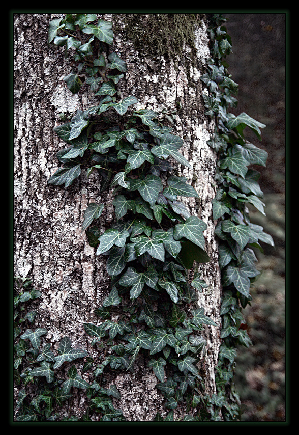 Im verwunschenen Wald