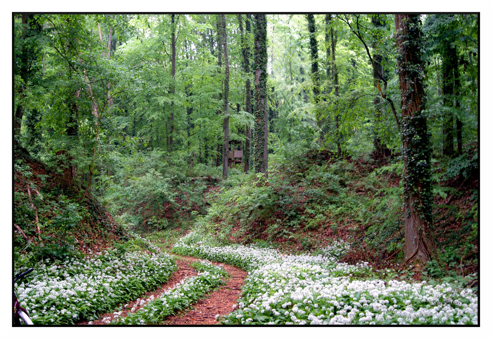 Im verwunschenen Wald