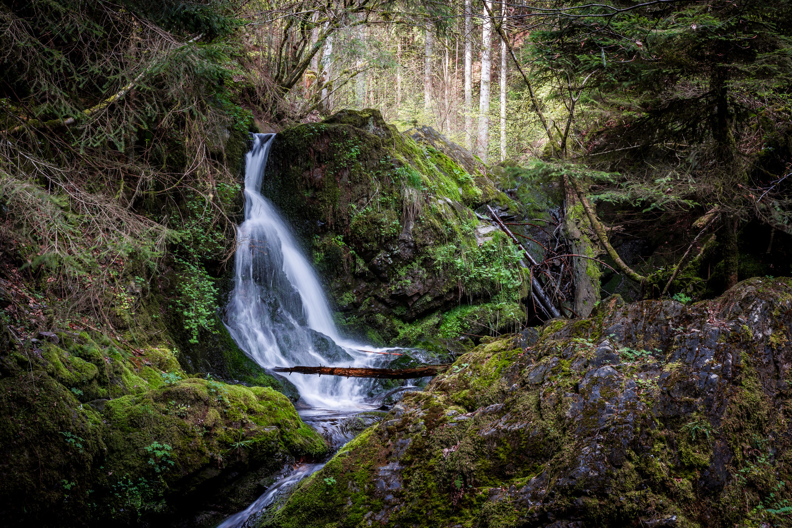 Im Verzauberten  Wald 