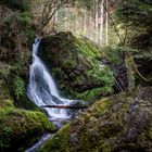 Im Verzauberten  Wald 