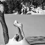 Im Visier - "Am See - wann ist endlich wieder Frühling?"