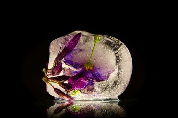 Im Visier "Blumen im Eis"