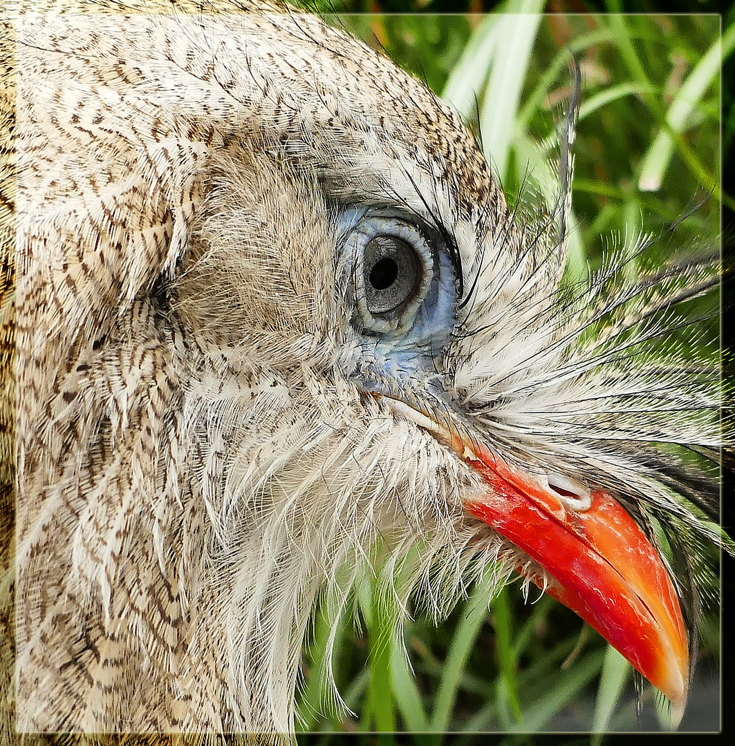 im Visier - das Auge des Rotfußseriema