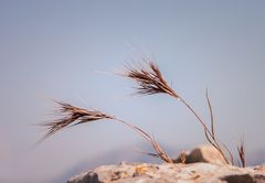 Im Visier: Das schöne Vergehen