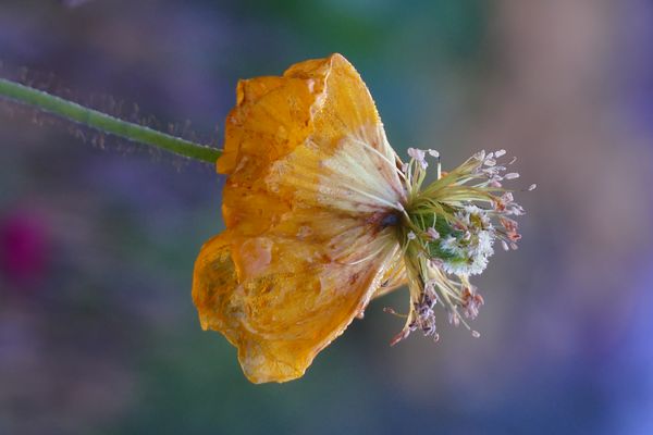 Im Visier " Das schöne Vergehen"