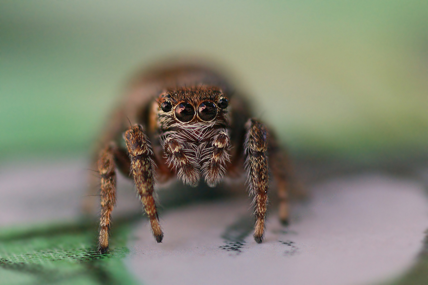 Im Visier der Springspinne