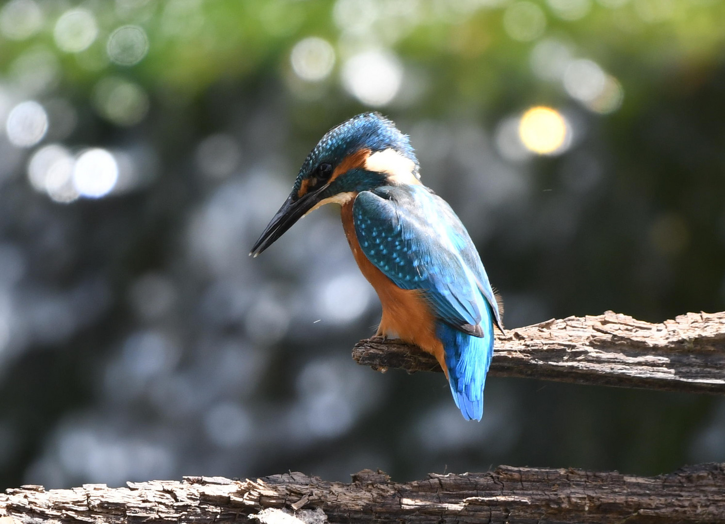 im Visier des Eisvogels