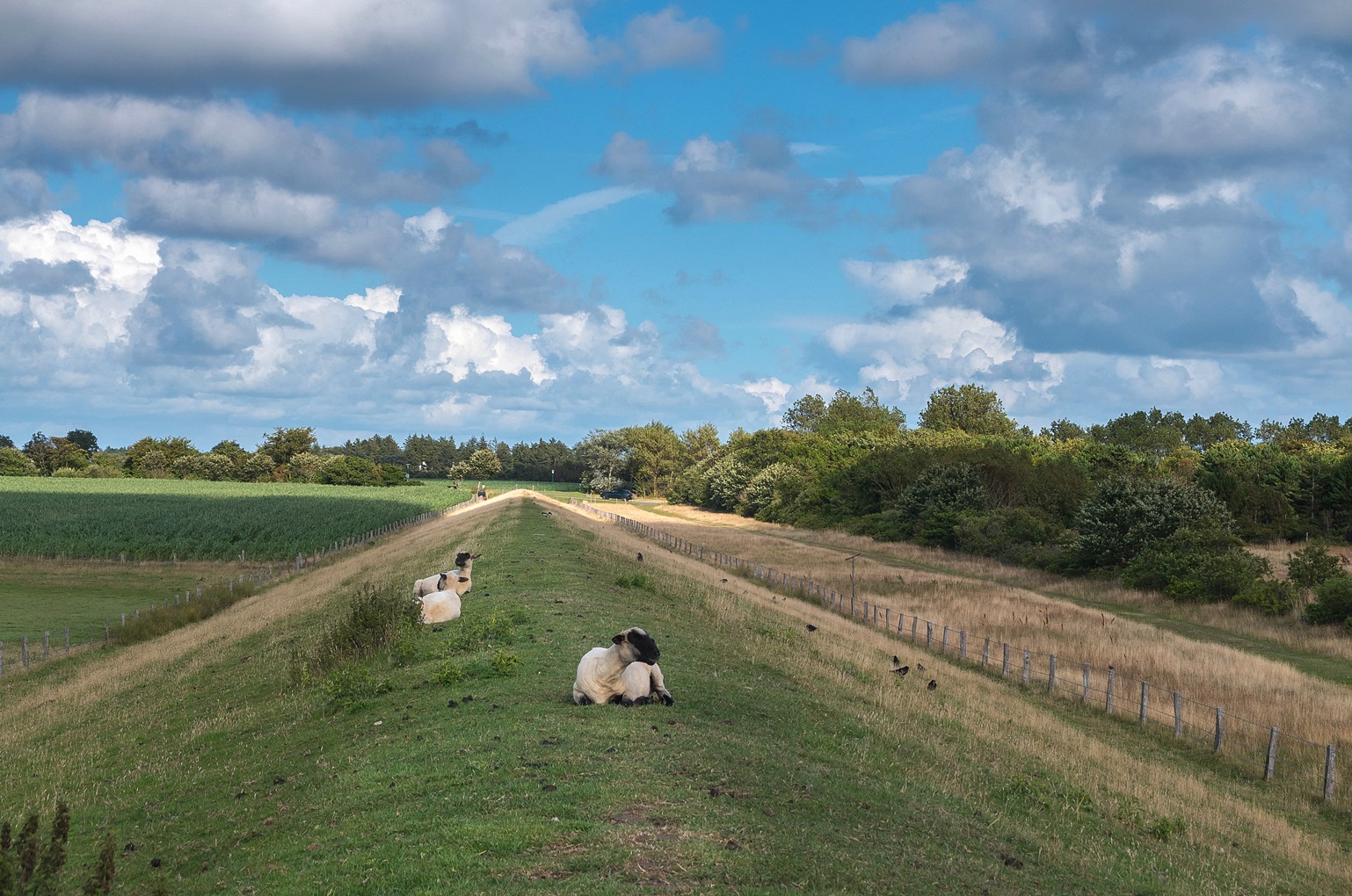 im visier: Drumlins