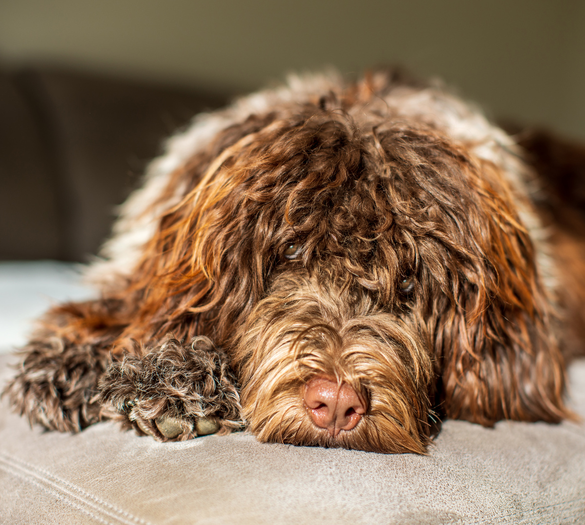 Im Visier:  ein Hundeportrait 